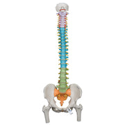 Didactic Flexible Human Spine Model with Femur Heads