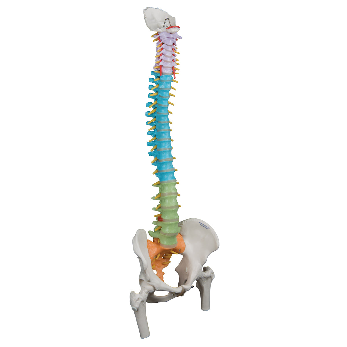 Didactic Flexible Human Spine Model with Femur Heads