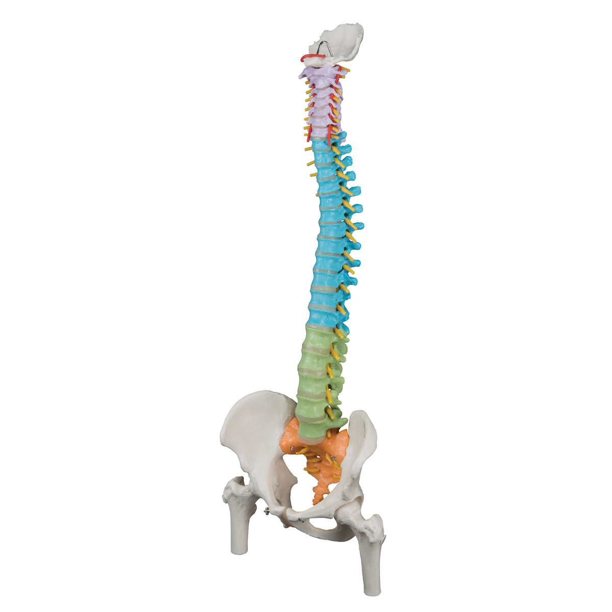 Didactic Flexible Human Spine Model with Femur Heads