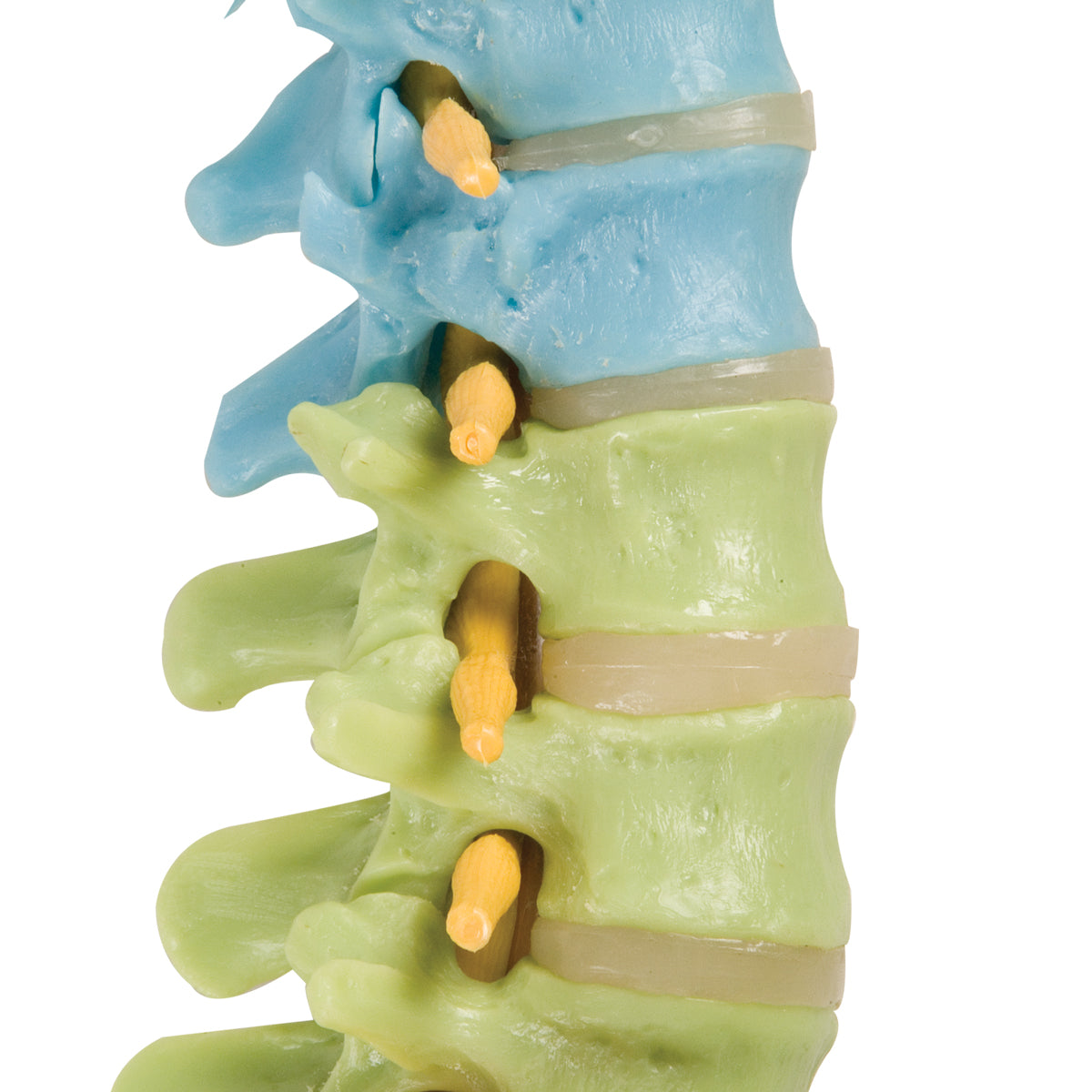 Didactic Flexible Human Spine Model with Femur Heads