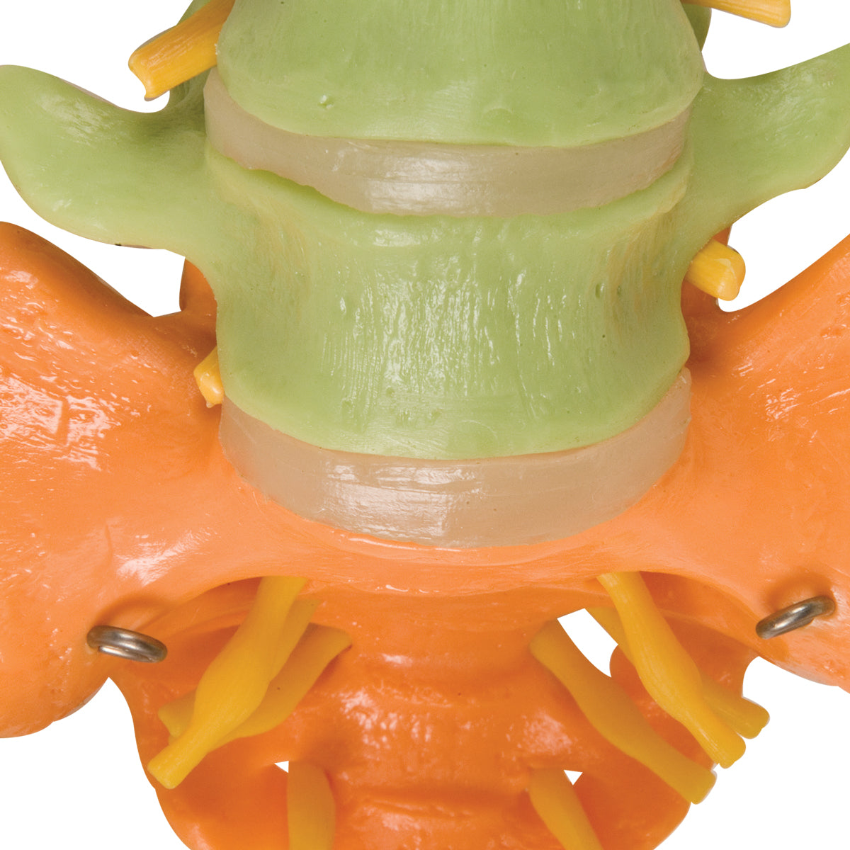 Didactic Flexible Human Spine Model with Femur Heads