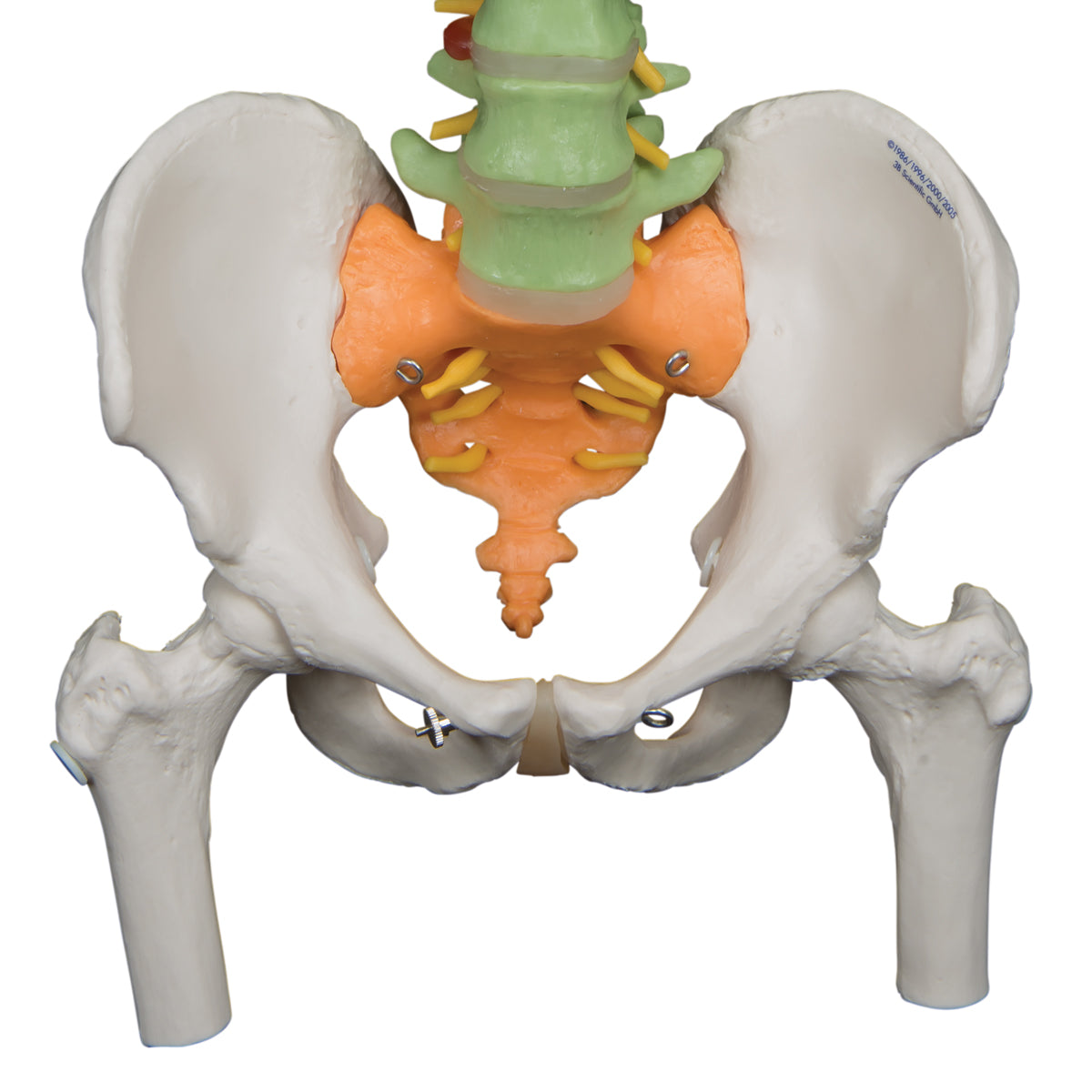 Didactic Flexible Human Spine Model with Femur Heads