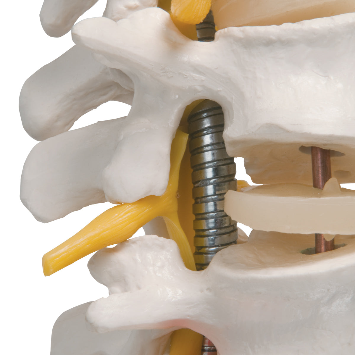 Highly Flexible Human Spine Model, Mounted on a Flexible Core