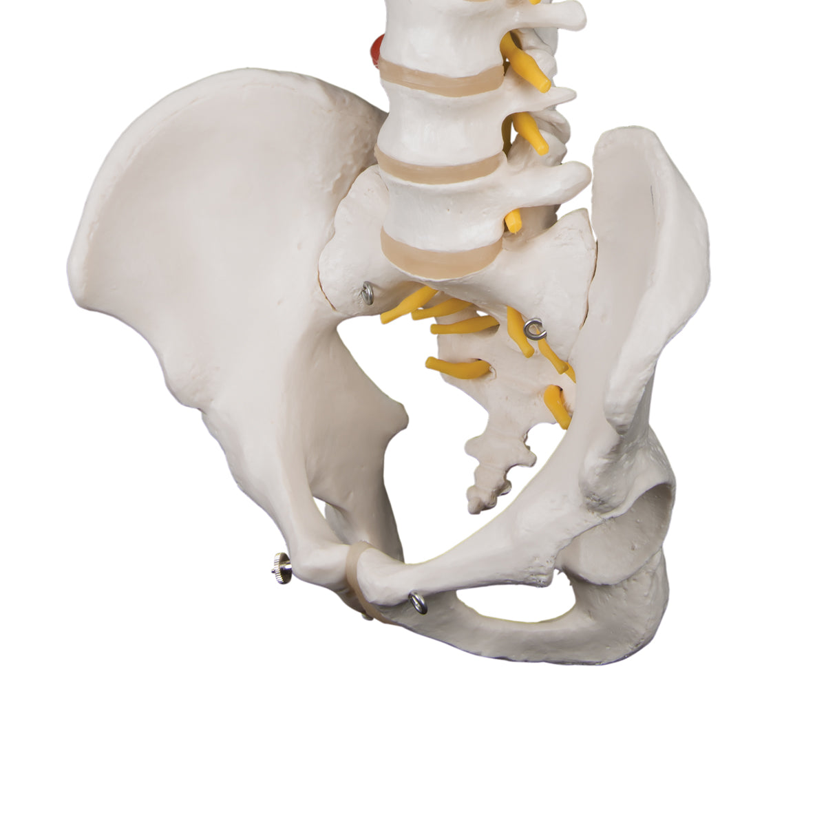 Highly Flexible Human Spine Model, Mounted on a Flexible Core