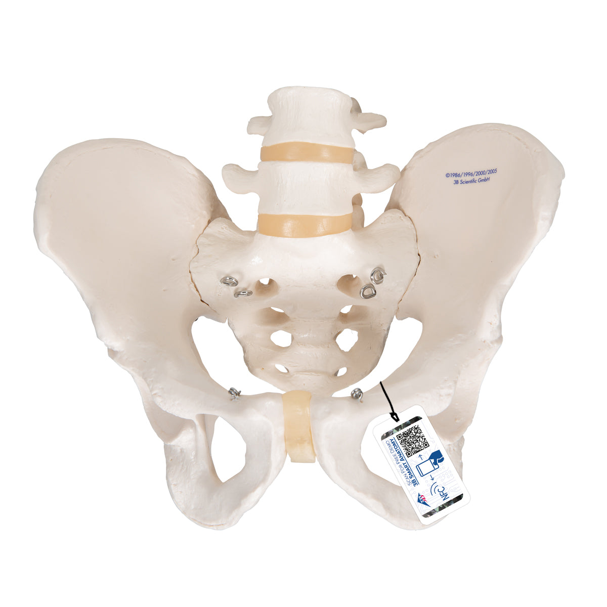 Human Male Pelvis Skeleton Model