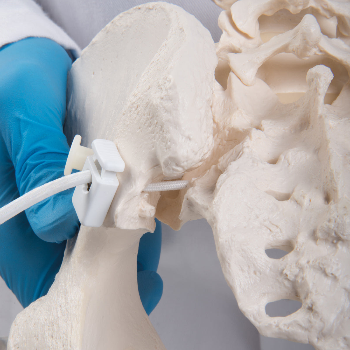 Flexible Human Female Pelvis Model with Femur Heads