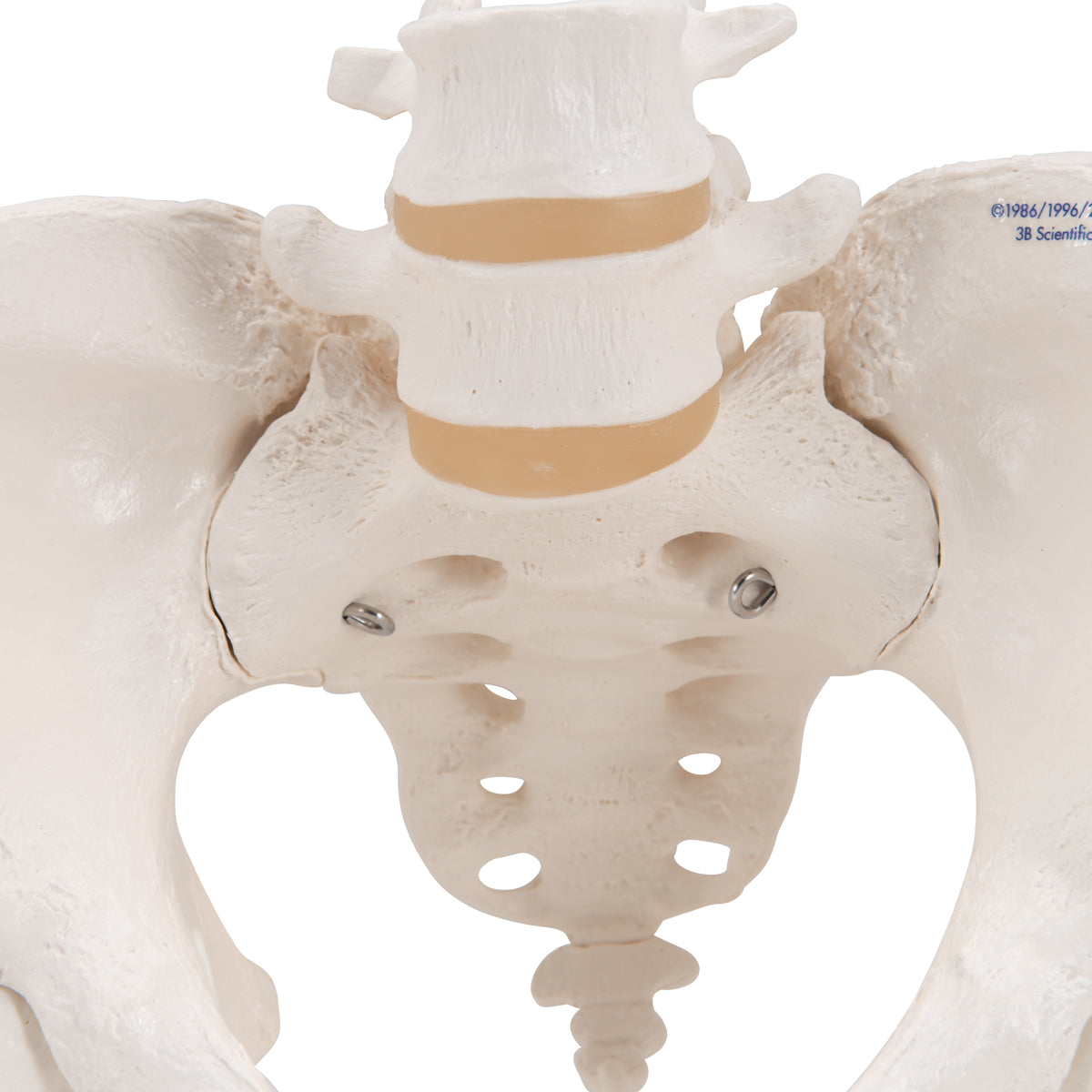 Human Pelvis Skeleton Model, Female with Movable Femur Heads
