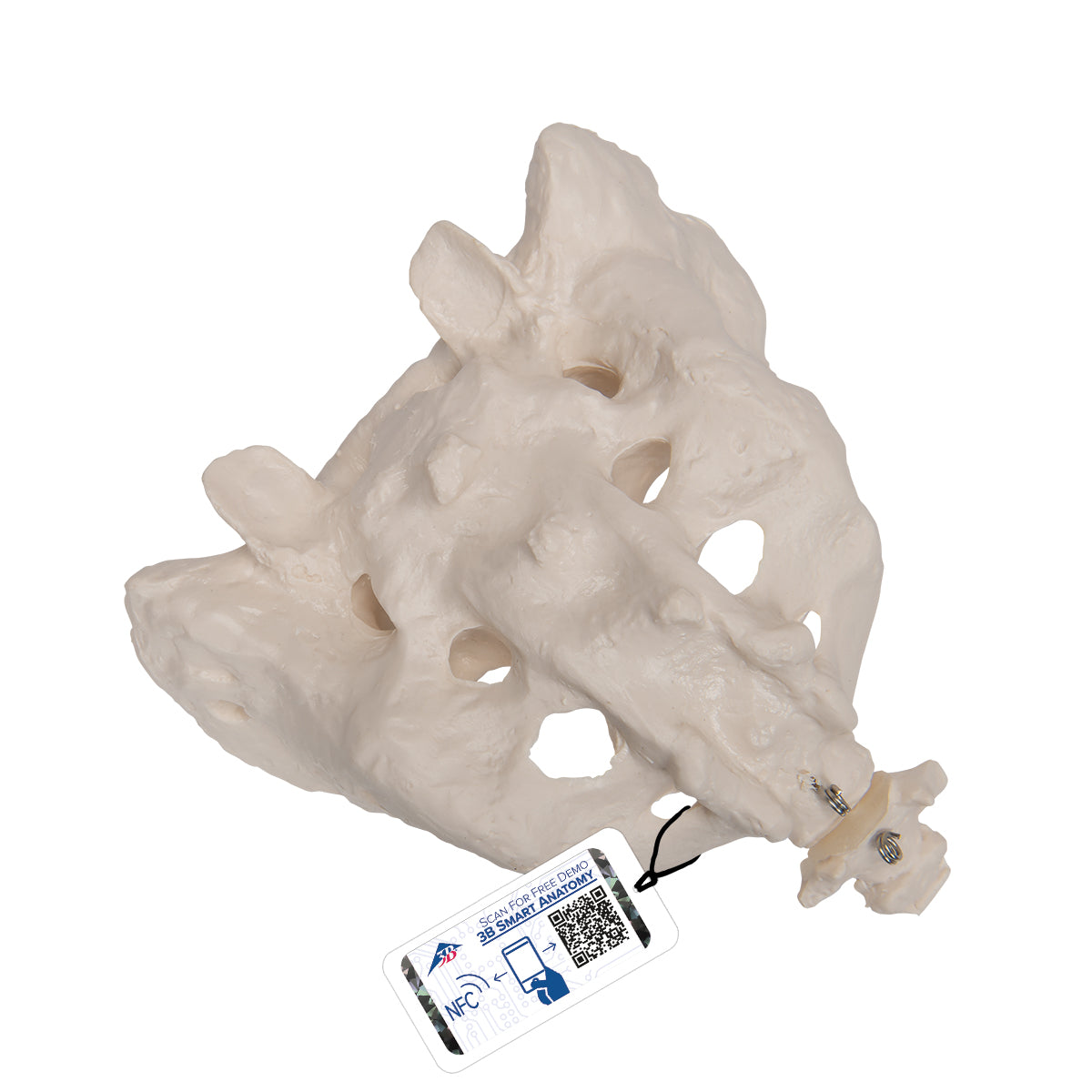 Human Sacrum & Coccyx Model