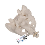 Human Sacrum & Coccyx Model