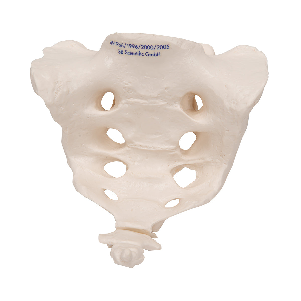 Human Sacrum & Coccyx Model