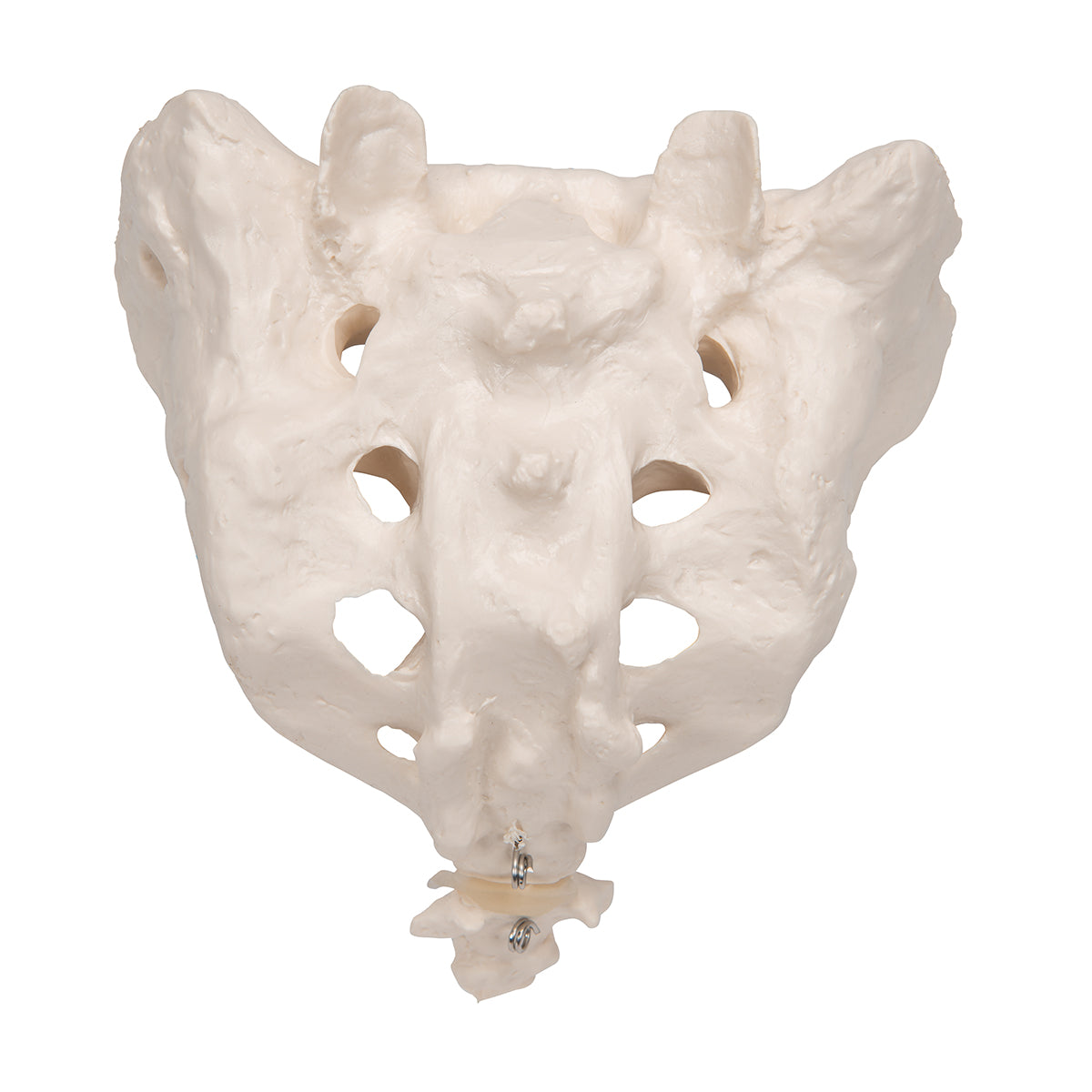 Human Sacrum & Coccyx Model