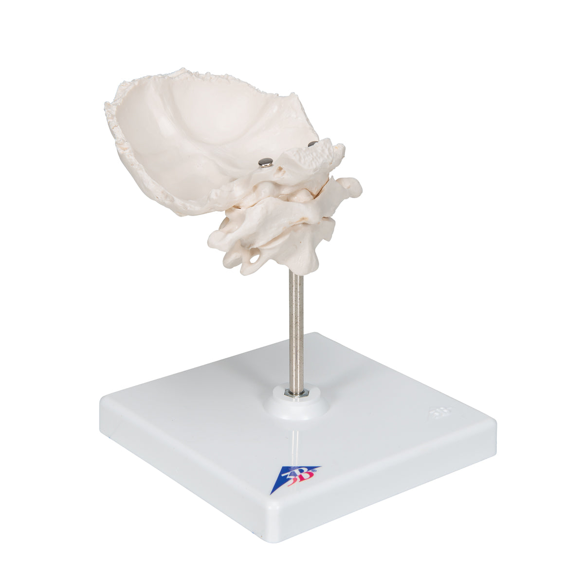 Atlas & Axis Model with Occipital Plate, Wire Mounted, on Removable Stand