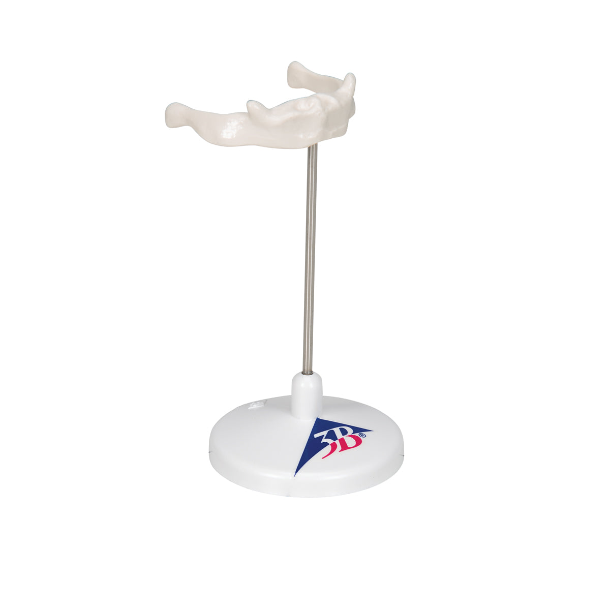 Human Hyoid Bone Model, on Stand