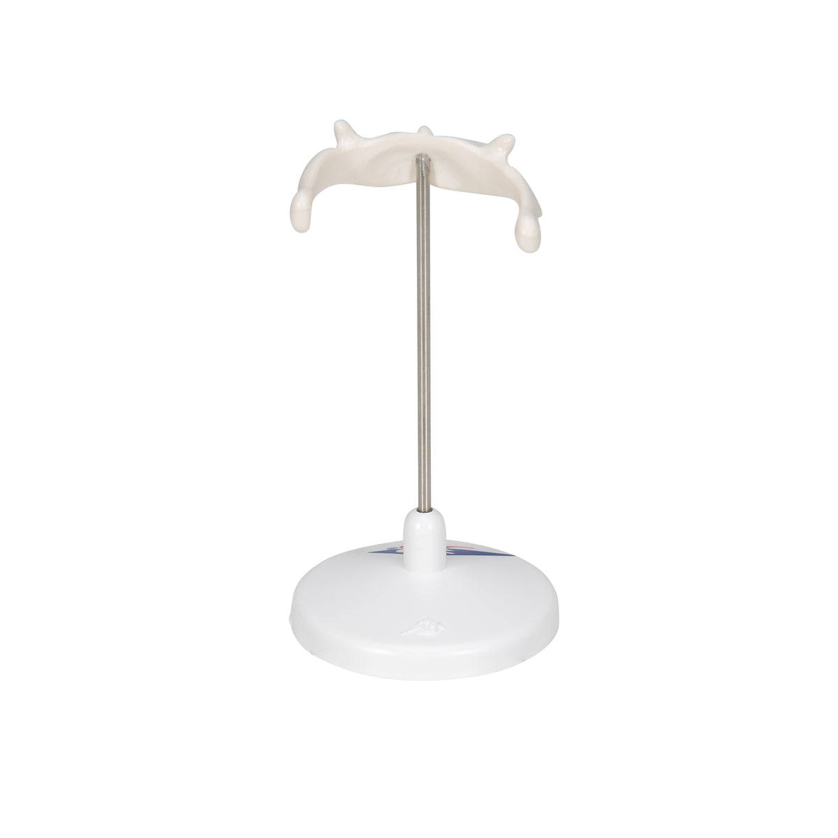 Human Hyoid Bone Model, on Stand