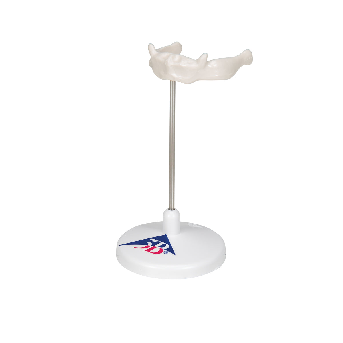 Human Hyoid Bone Model, on Stand