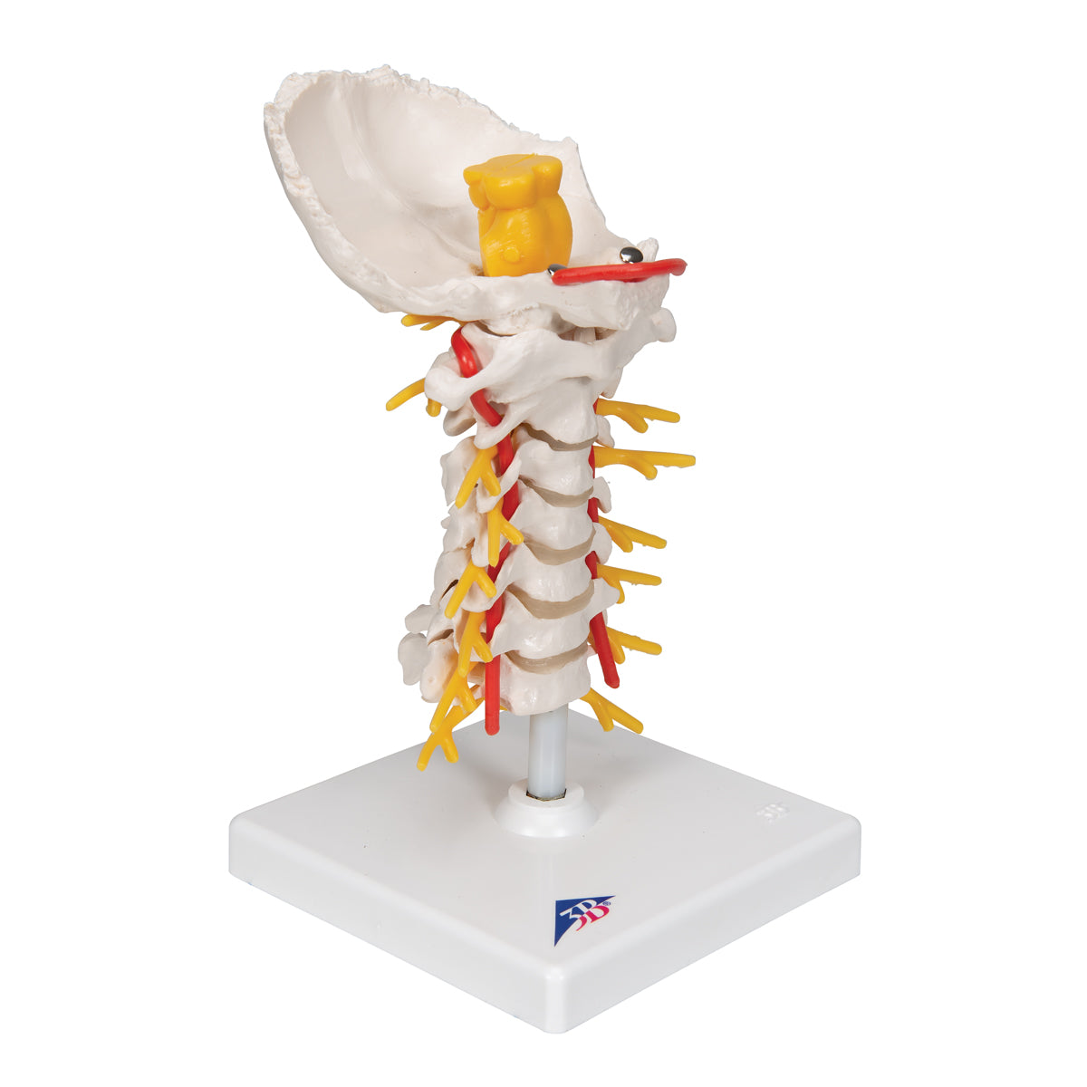 Cervical Human Spinal Column Model