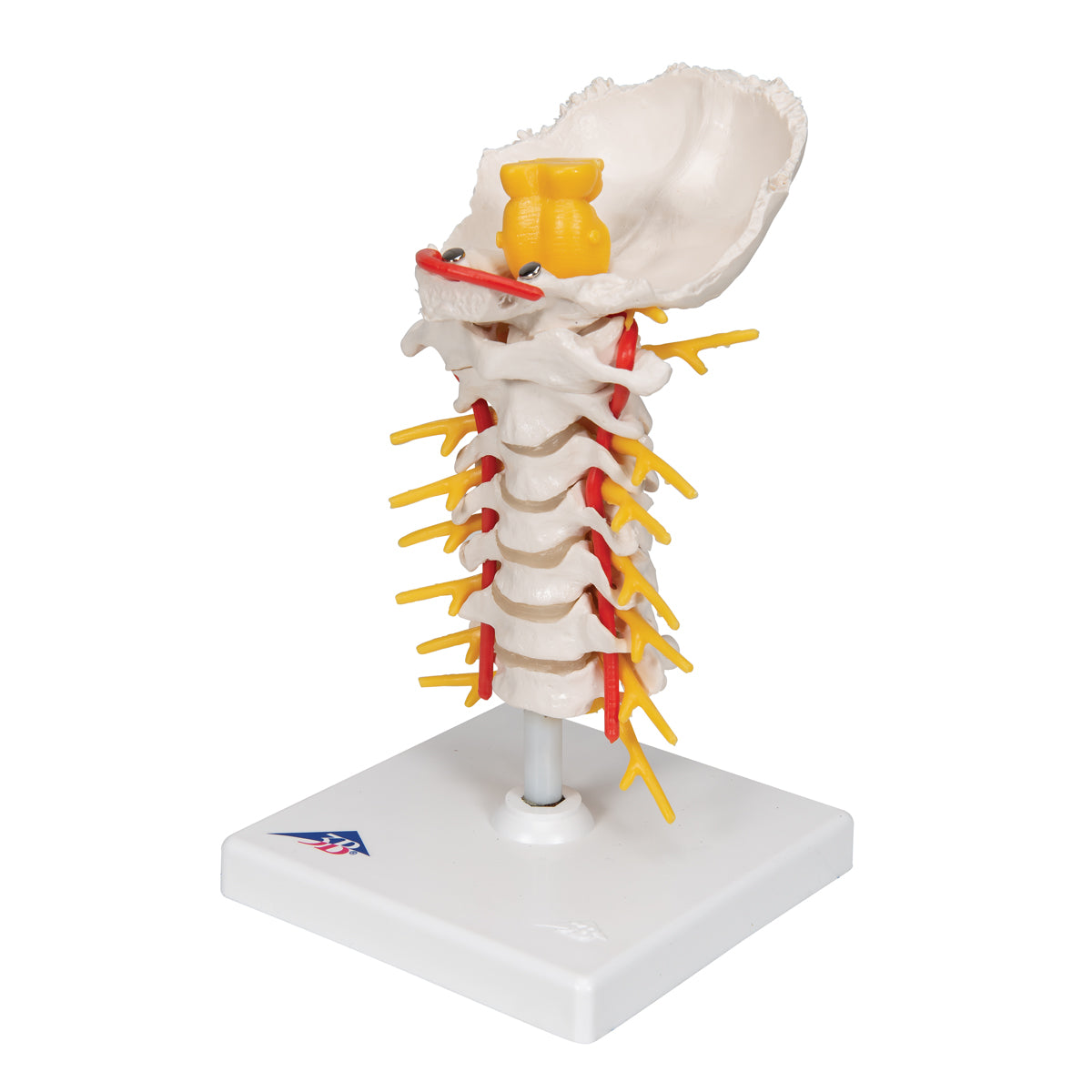 Cervical Human Spinal Column Model