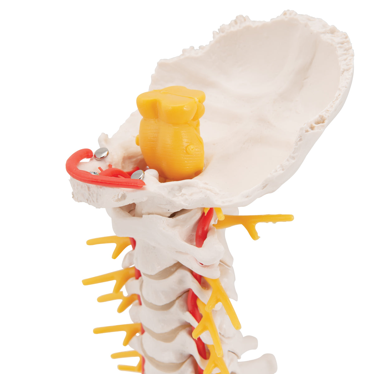 Cervical Human Spinal Column Model