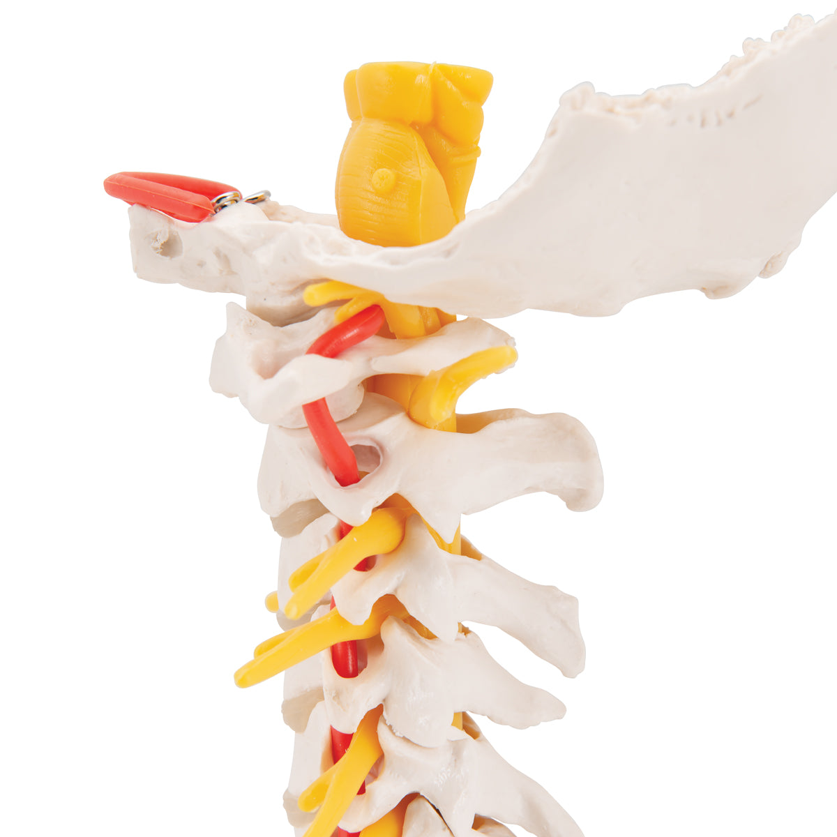 Cervical Human Spinal Column Model