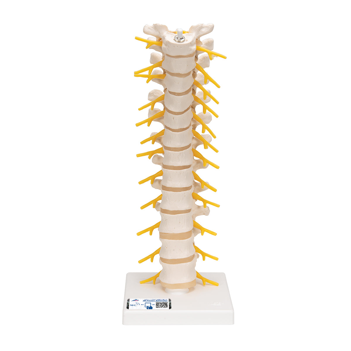Thoracic Human Spinal Column Model