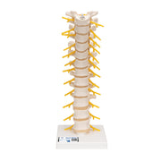 Thoracic Human Spinal Column Model