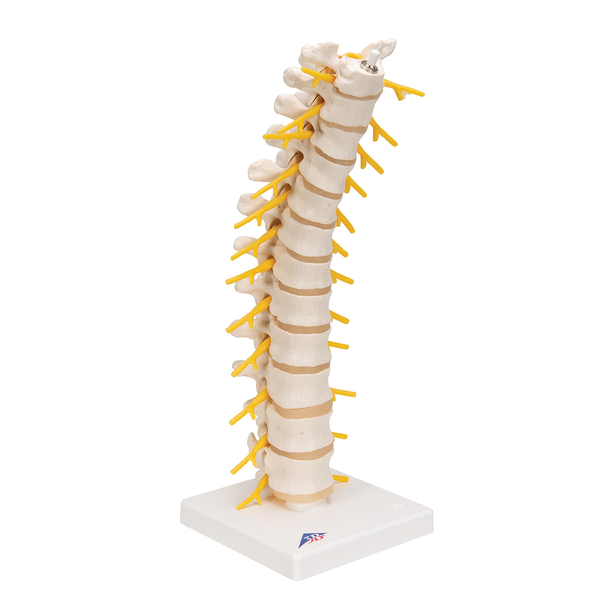 Thoracic Human Spinal Column Model
