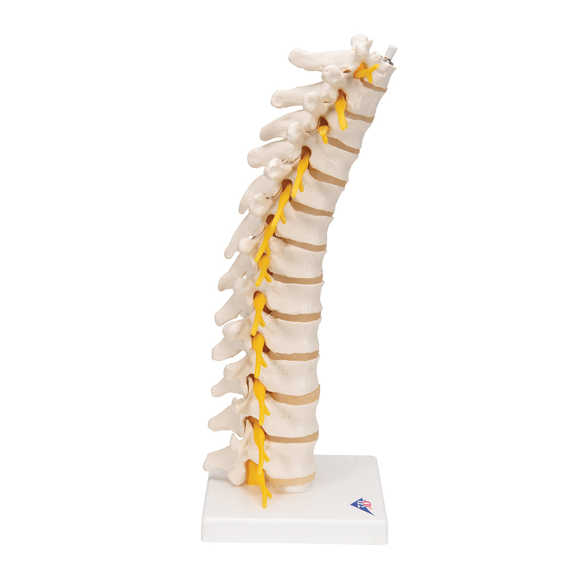 Thoracic Human Spinal Column Model