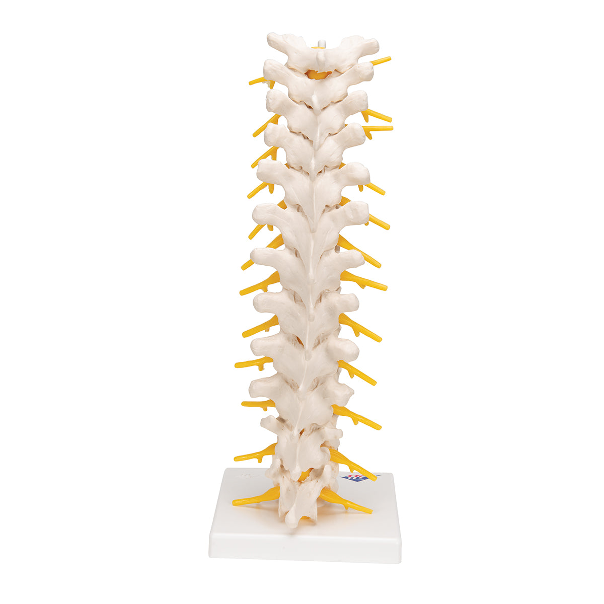 Thoracic Human Spinal Column Model