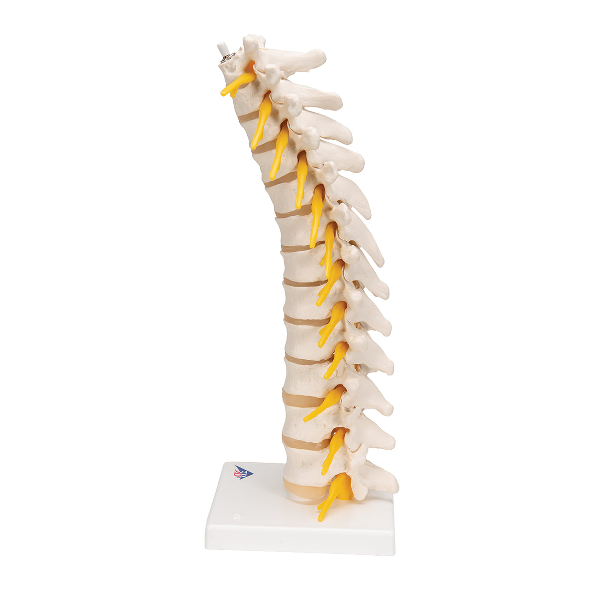 Thoracic Human Spinal Column Model