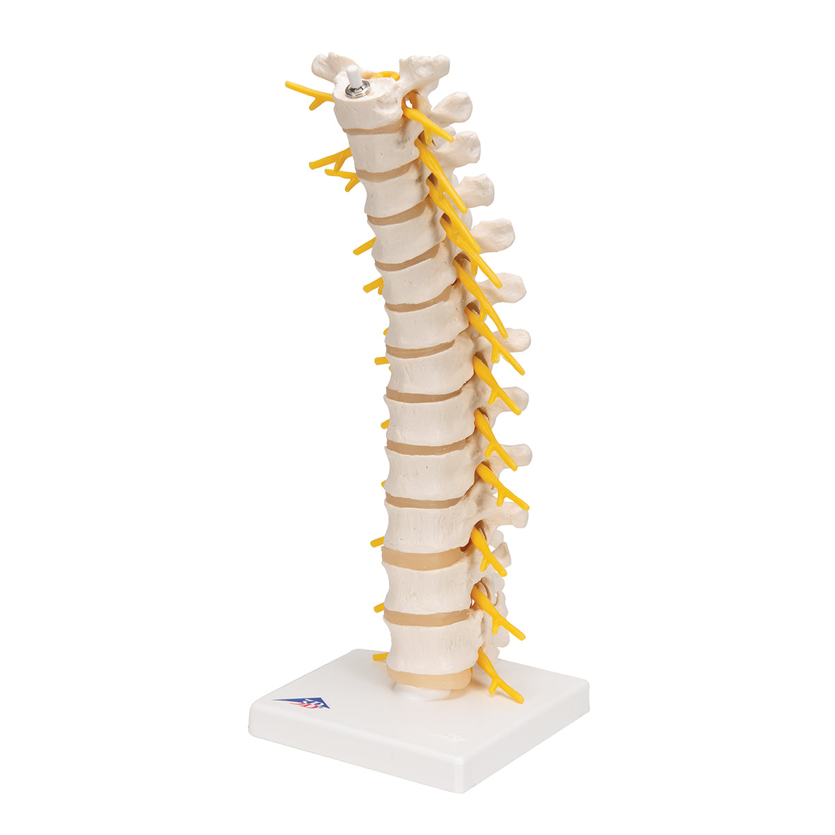 Thoracic Human Spinal Column Model