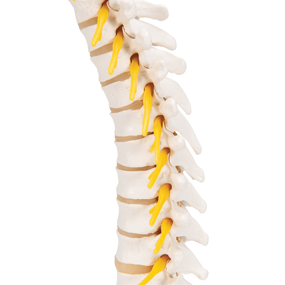 Thoracic Human Spinal Column Model