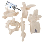5 Human Vertebrae, Loosely Threaded on Nylon (atlas, axis, cervical, thoracic, lumbar)