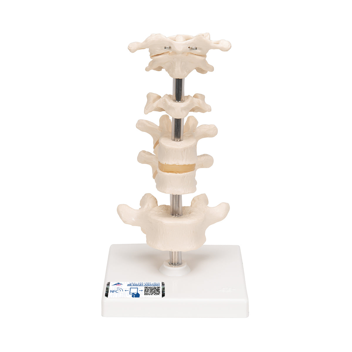 Model of 6 Human Vertebrae, Mounted on Stand (atlas, axis, cervical, 2x thoracic, lumbar)