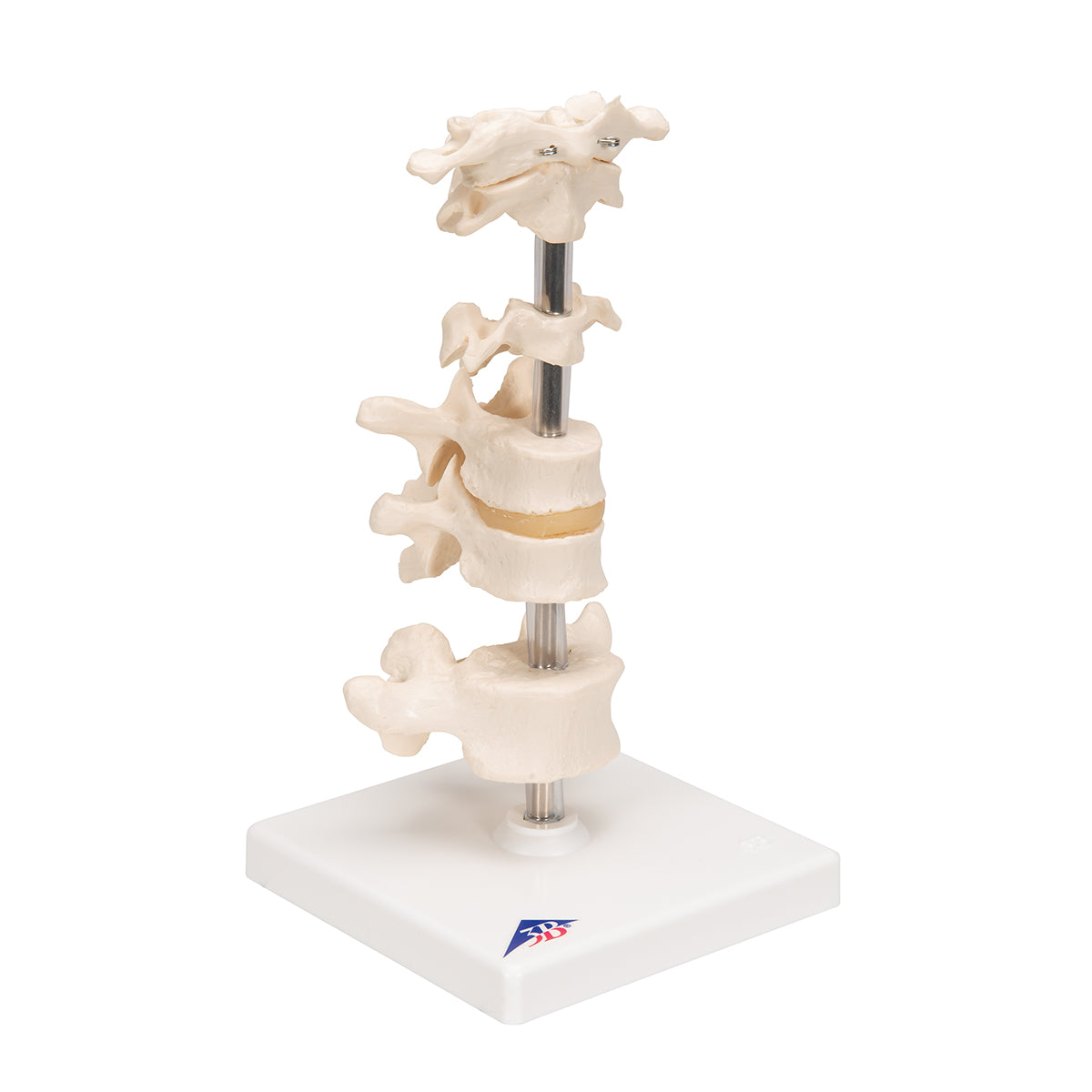 Model of 6 Human Vertebrae, Mounted on Stand (atlas, axis, cervical, 2x thoracic, lumbar)