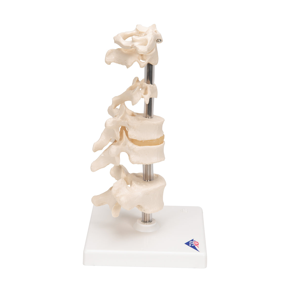 Model of 6 Human Vertebrae, Mounted on Stand (atlas, axis, cervical, 2x thoracic, lumbar)