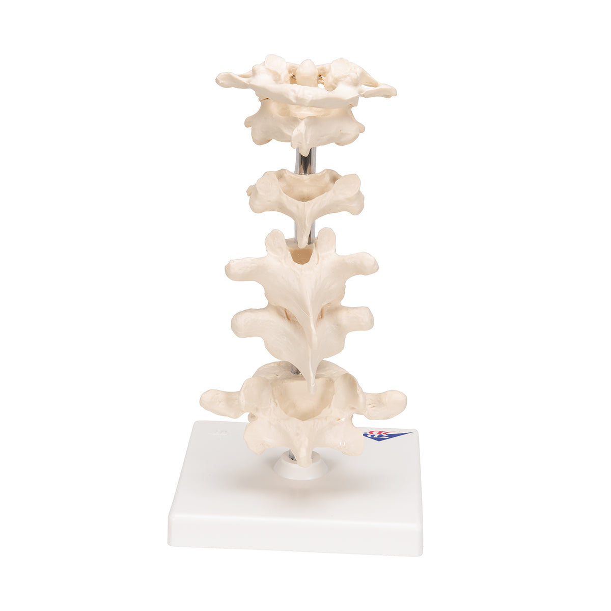 Model of 6 Human Vertebrae, Mounted on Stand (atlas, axis, cervical, 2x thoracic, lumbar)