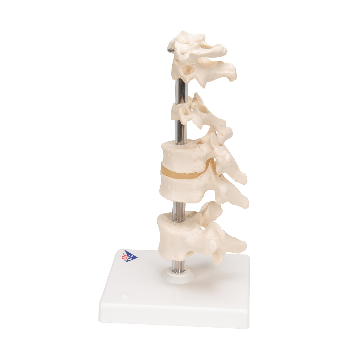 Model of 6 Human Vertebrae, Mounted on Stand (atlas, axis, cervical, 2x thoracic, lumbar)