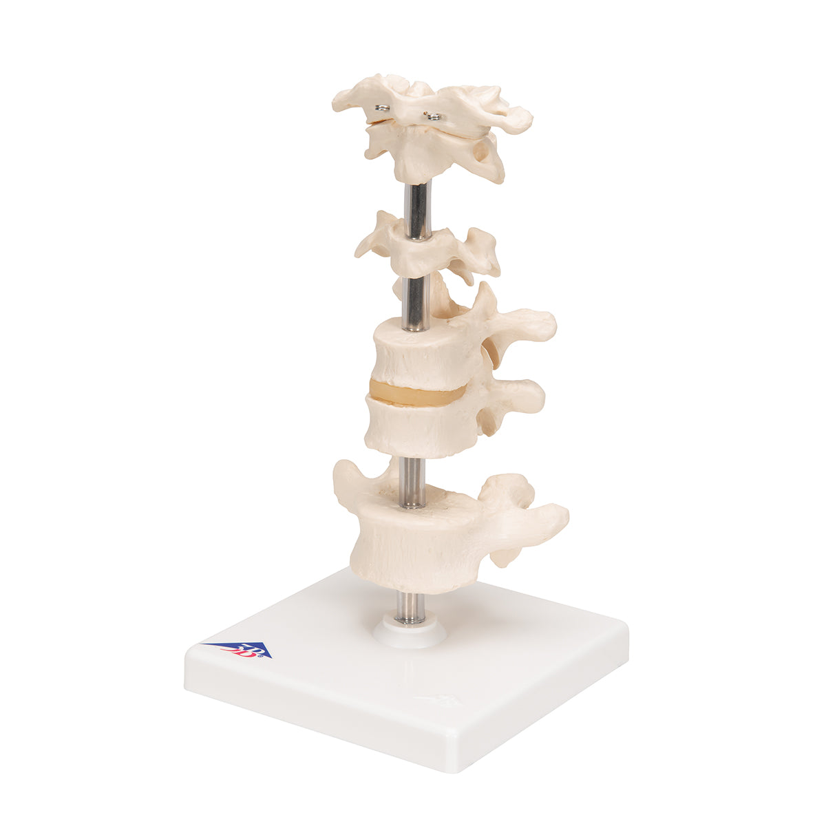 Model of 6 Human Vertebrae, Mounted on Stand (atlas, axis, cervical, 2x thoracic, lumbar)