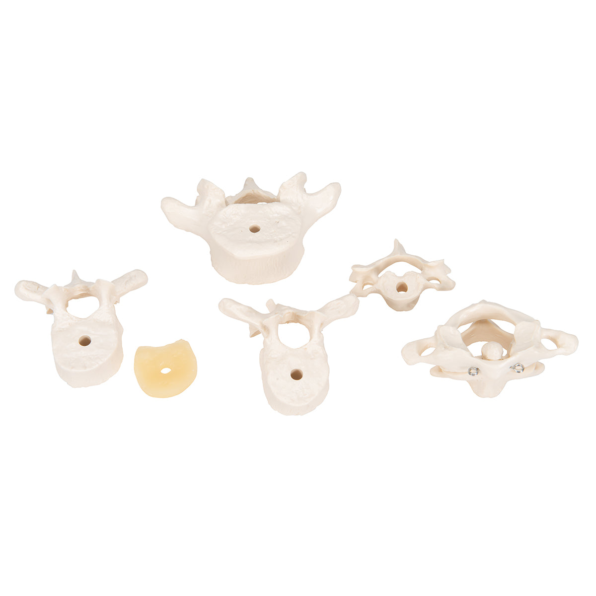 Model of 6 Human Vertebrae, Mounted on Stand (atlas, axis, cervical, 2x thoracic, lumbar)