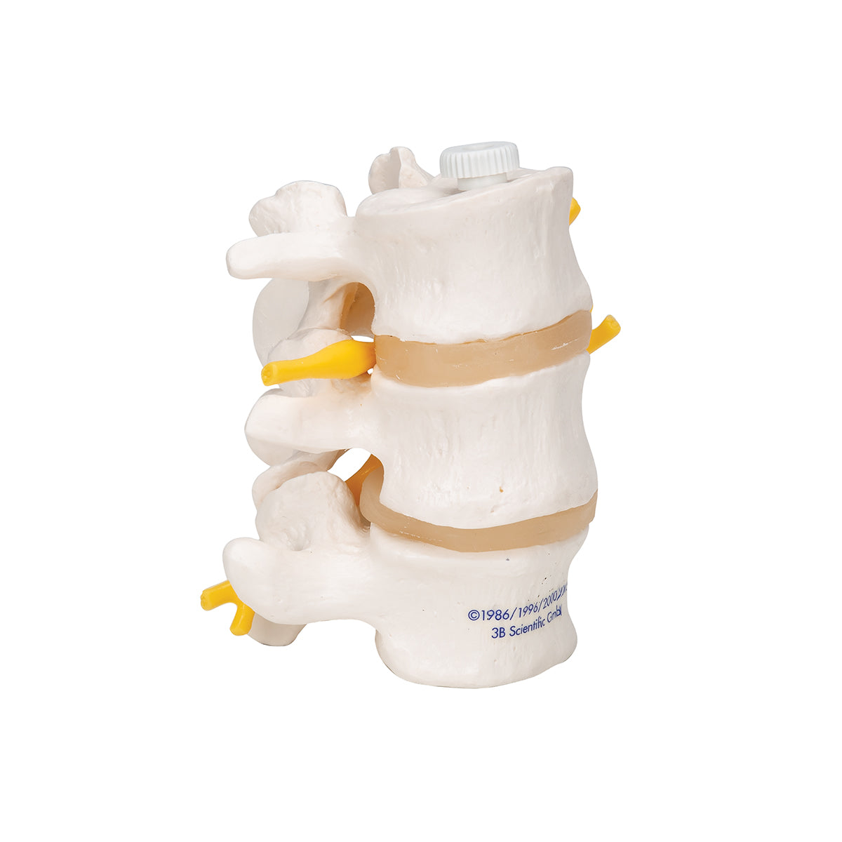 3 Human Lumbar Vertebrae, Flexibly Mounted
