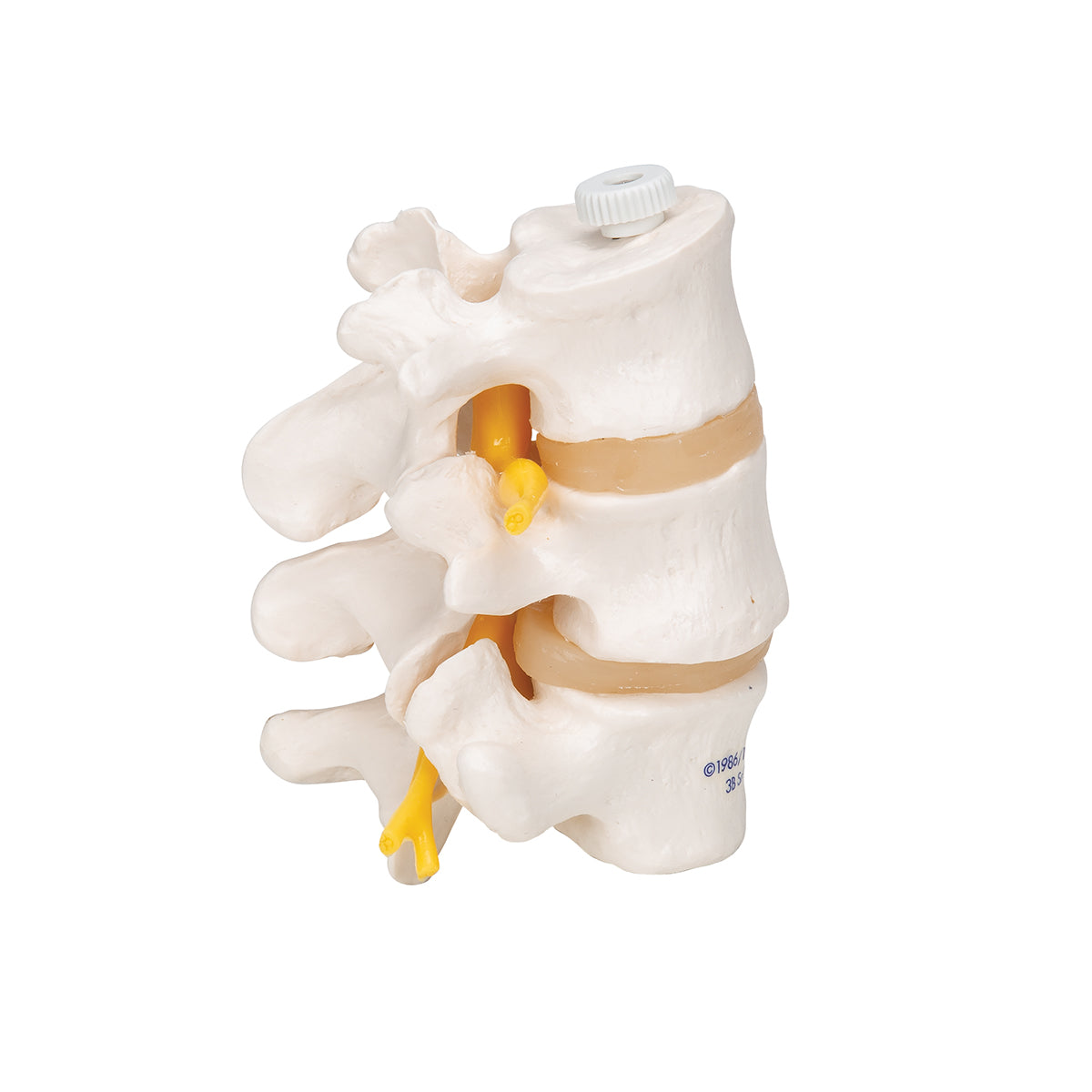 3 Human Lumbar Vertebrae, Flexibly Mounted