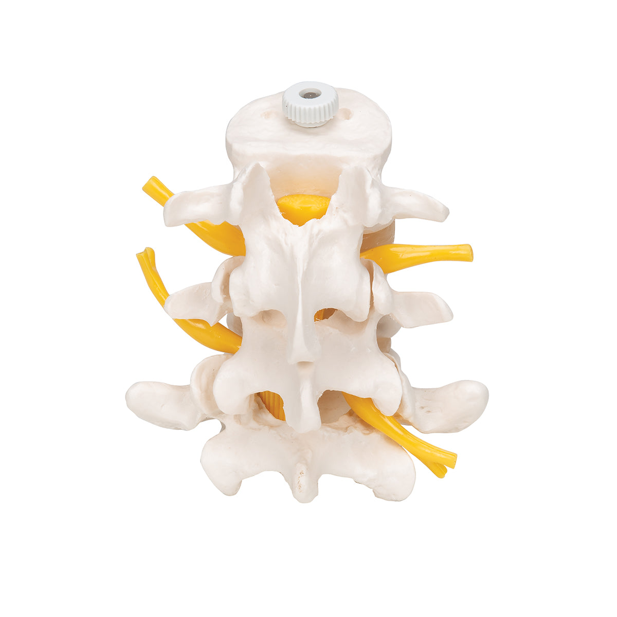 3 Human Lumbar Vertebrae, Flexibly Mounted