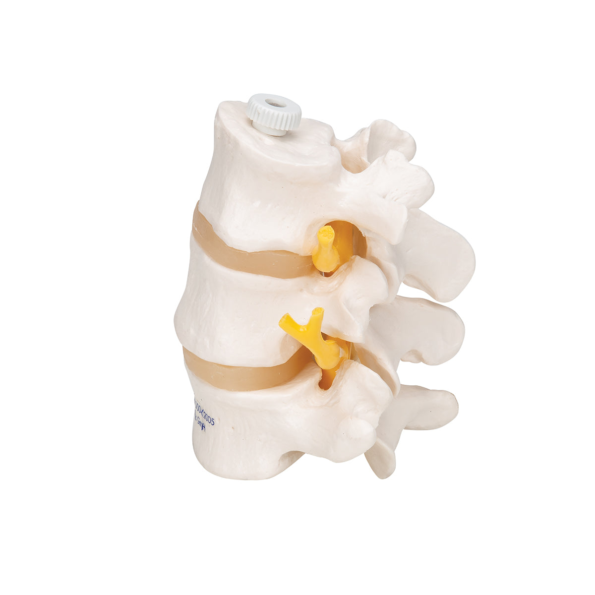 3 Human Lumbar Vertebrae, Flexibly Mounted