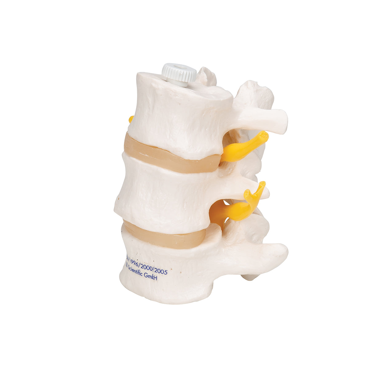 3 Human Lumbar Vertebrae, Flexibly Mounted