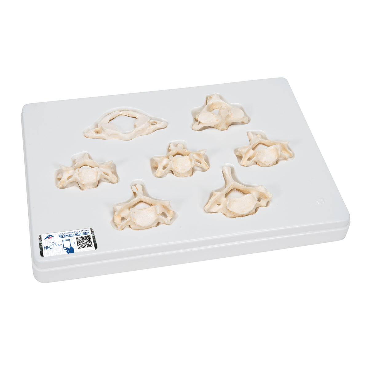 Set of 7 BONElike Human Cervical Vertebrae