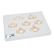 Set of 7 BONElike Human Cervical Vertebrae