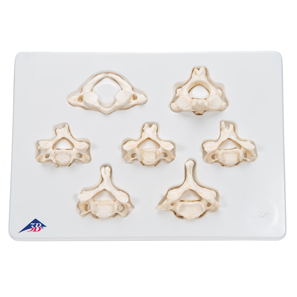 Set of 7 BONElike Human Cervical Vertebrae