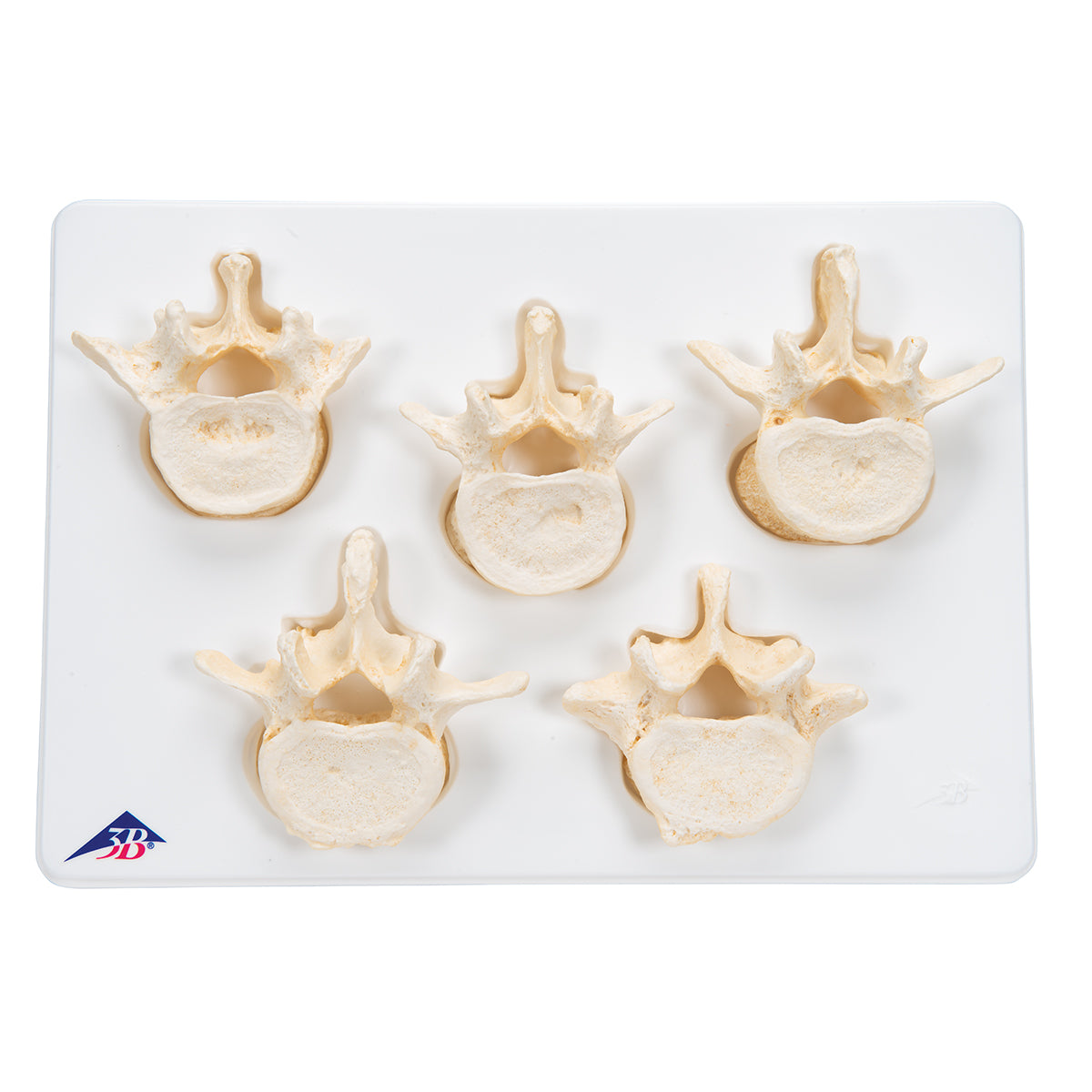 Set of 5 BONElike Lumbar Vertebrae