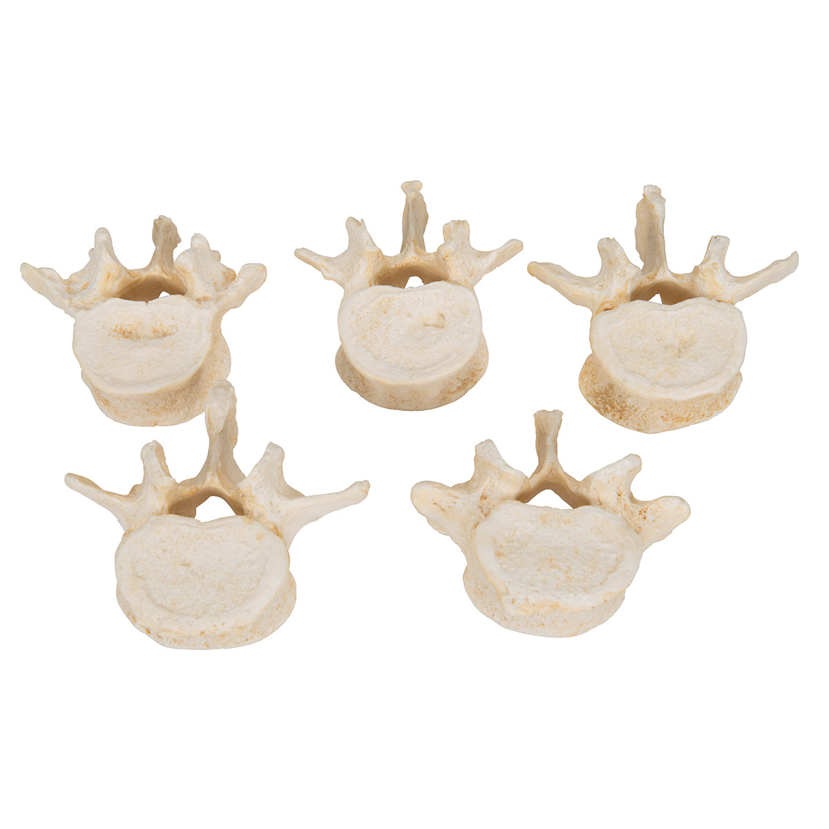 Set of 5 BONElike Lumbar Vertebrae
