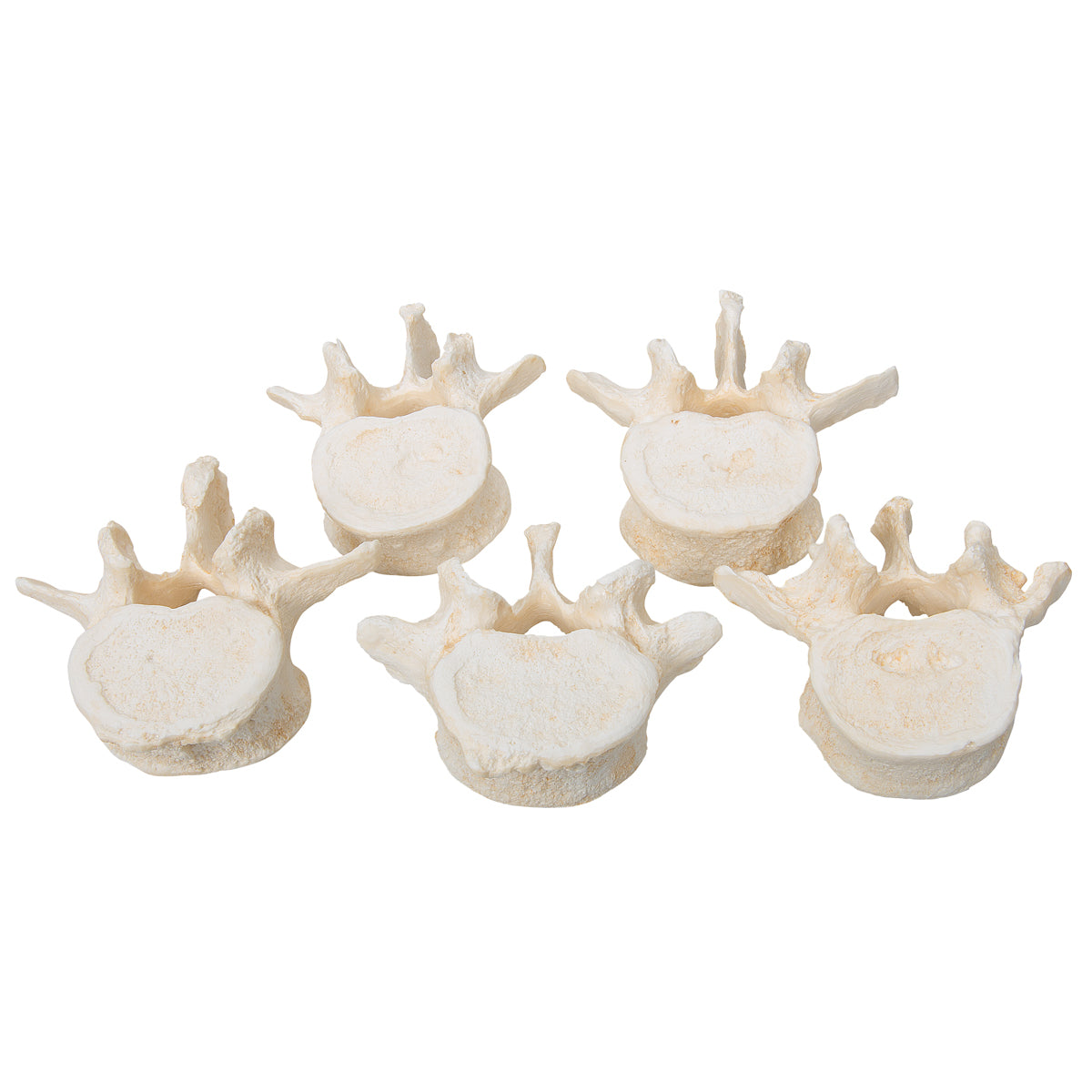 Set of 5 BONElike Lumbar Vertebrae